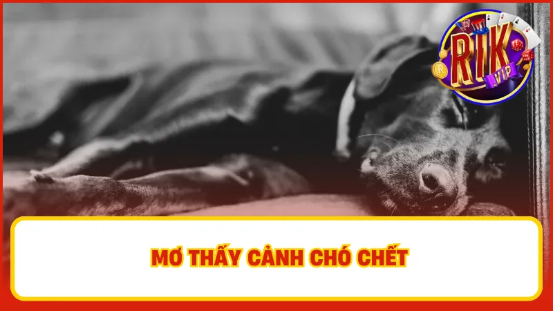 Mơ thấy chó chết báo hiệu điềm không lành đến với bạn