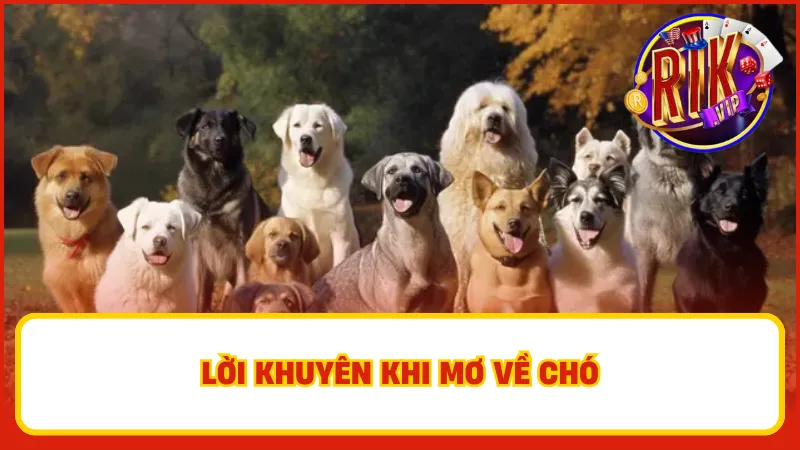 Hãy ghi lại chi tiết giấc mơ của mình nếu thường xuyên mơ thấy chó